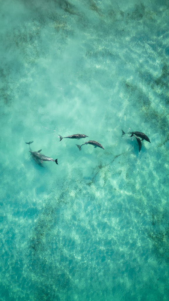 Famille de Dauphin 2