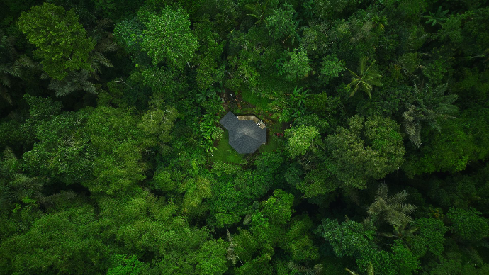 Jungle House